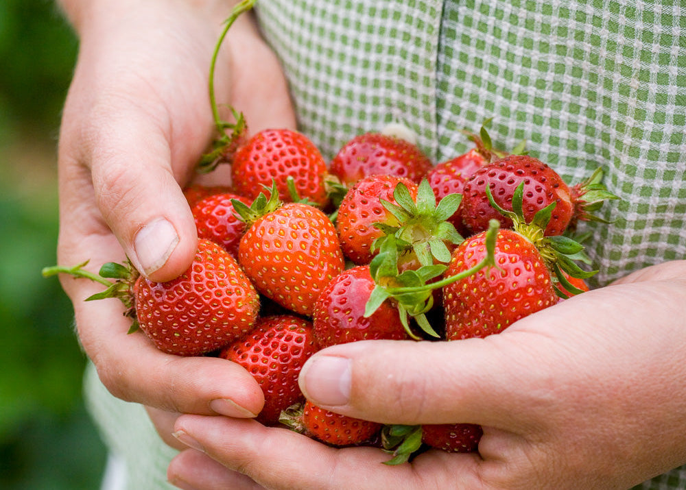 How to plant, grow & care for strawberries