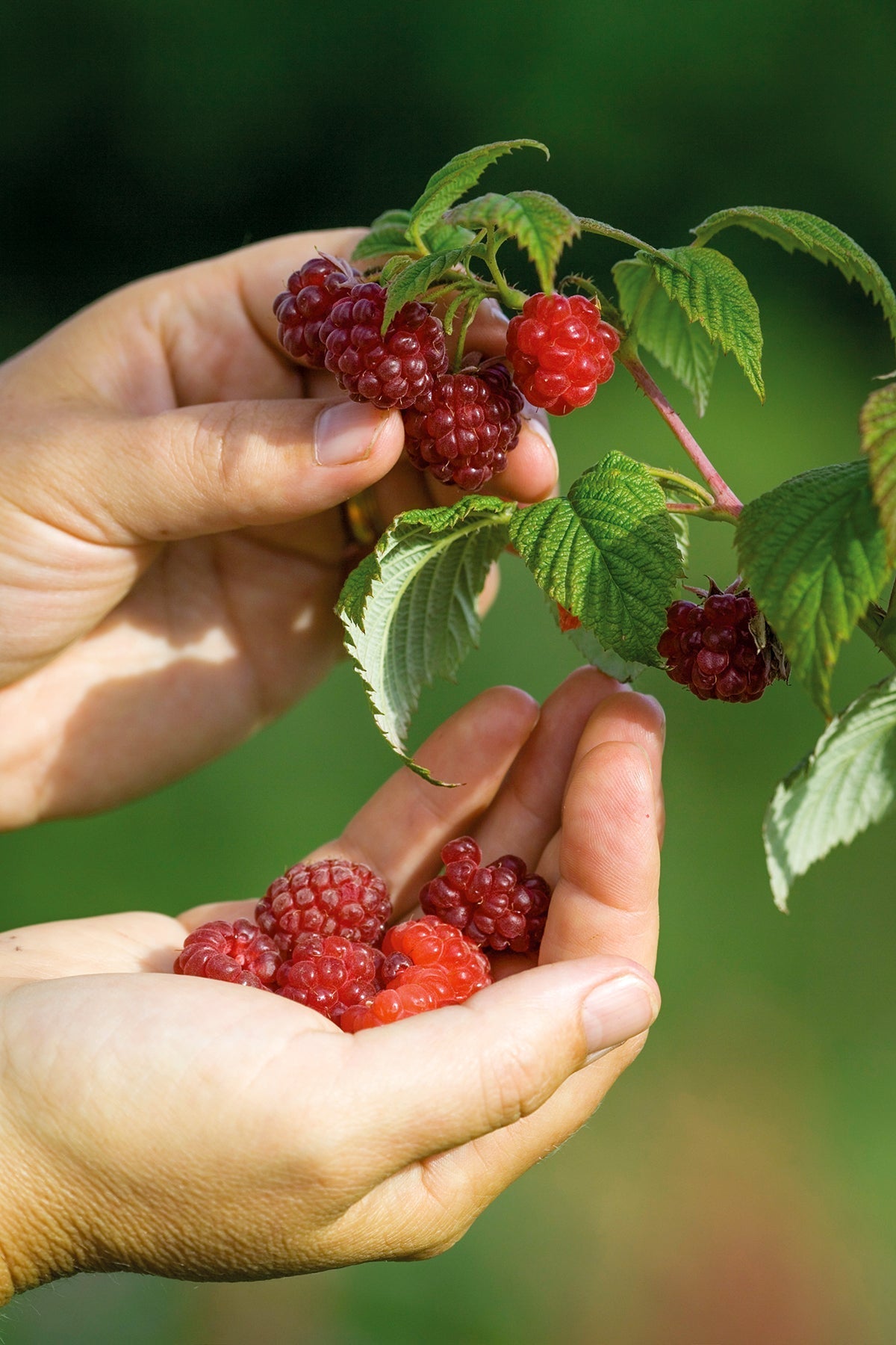 How to plant, grow & care for raspberries