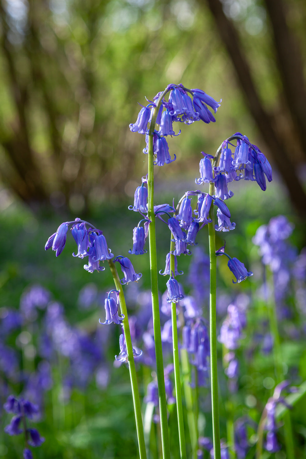 How to plant, grow & care for bluebells