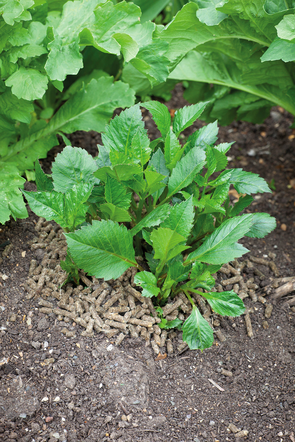 How to stop slugs eating your dahlias