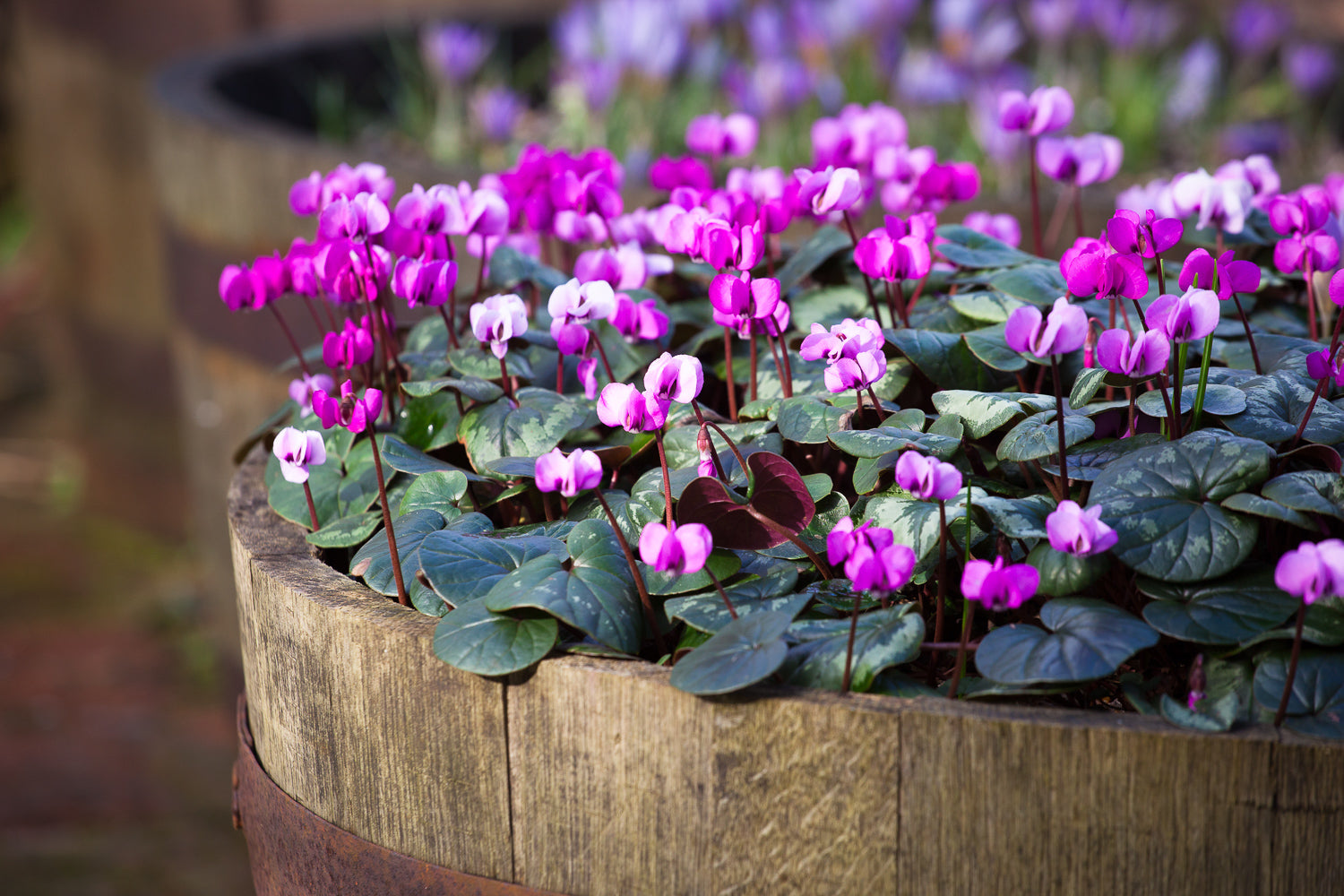 How to plant, grow & care for cyclamen