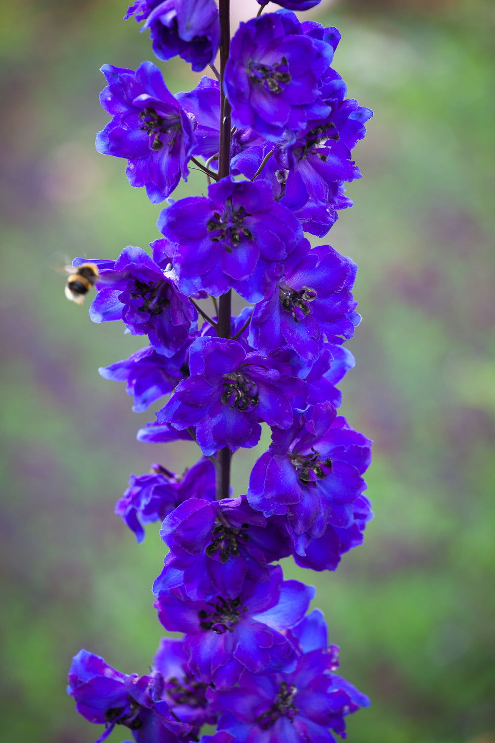 How to plant, grow & care for delphiniums