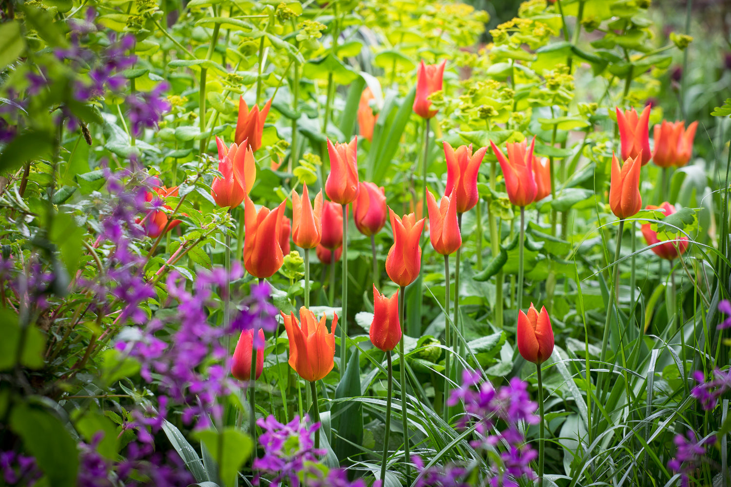 How to plant, grow & care for tulips