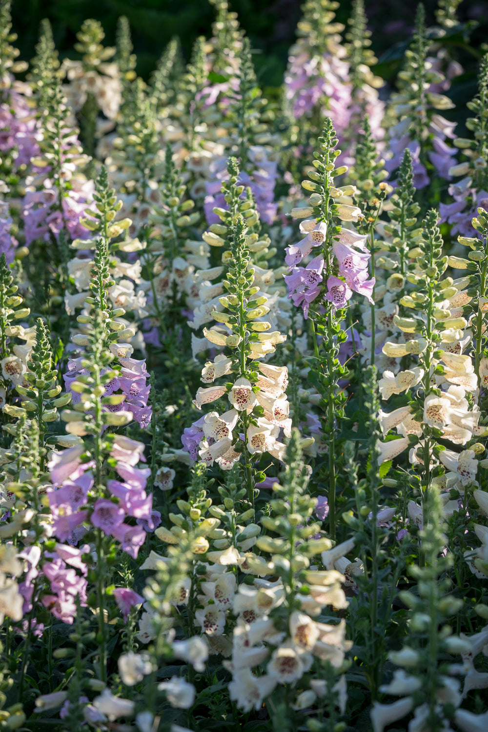 How to plant, grow & care for foxgloves (digitalis)