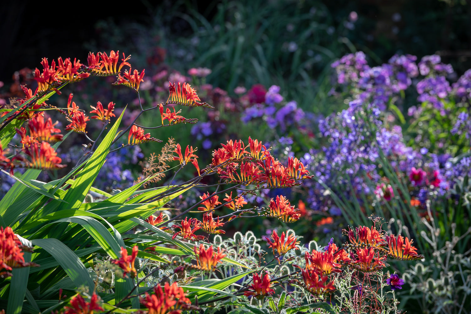 How to plant, grow & care for crocosmia