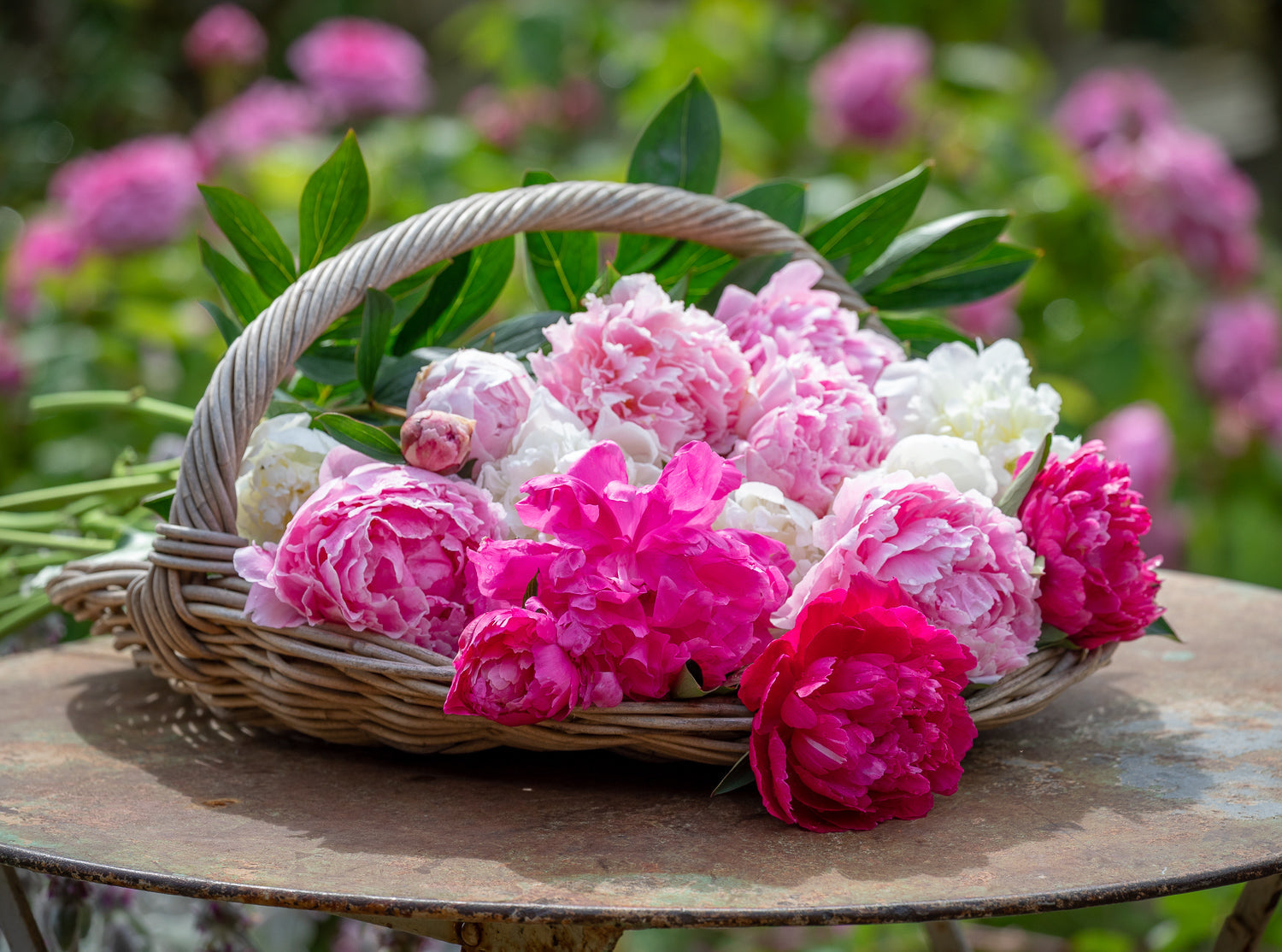 How to plant, grow & care for peonies