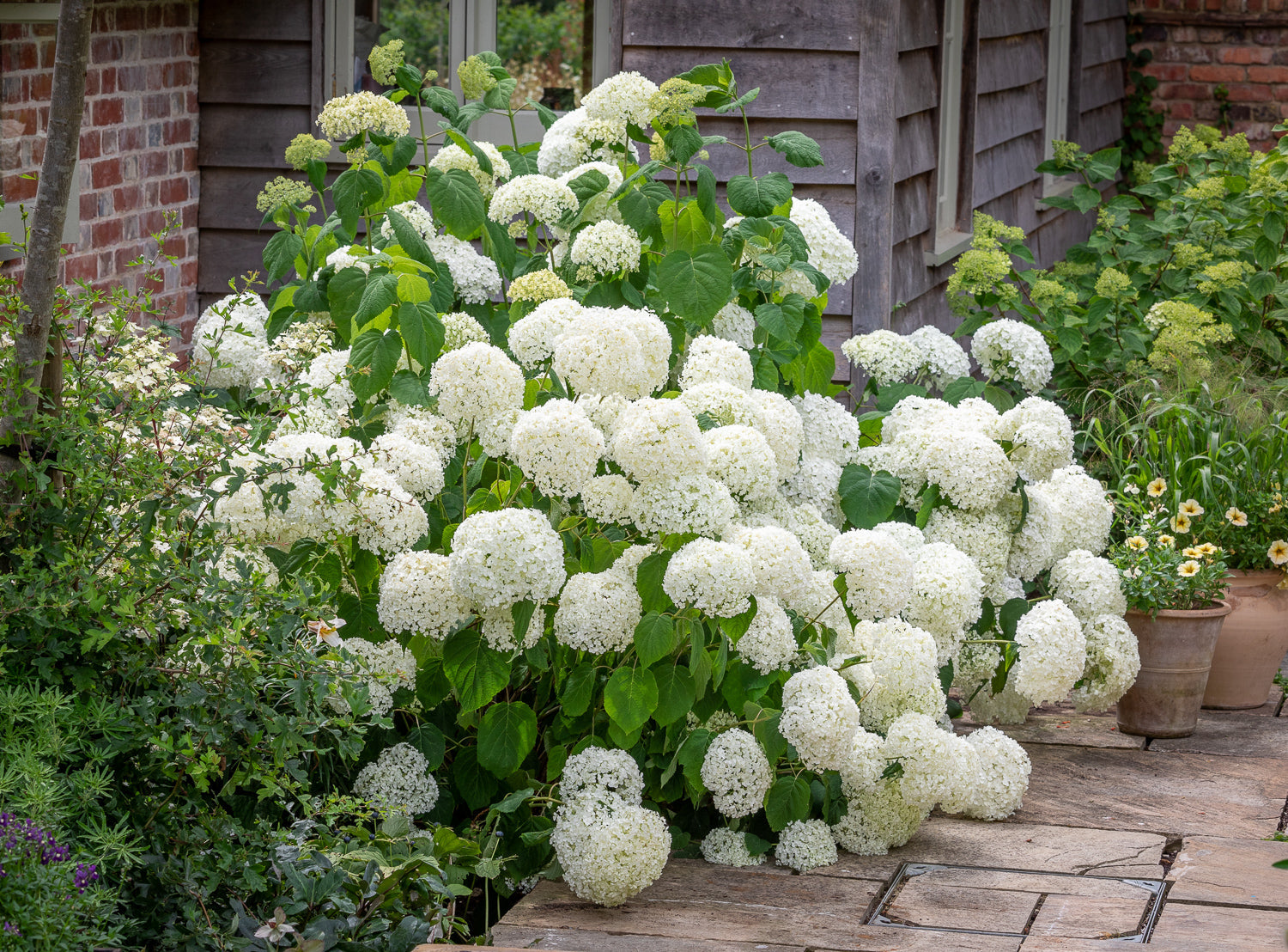 How to plant, grow & care for hydrangeas