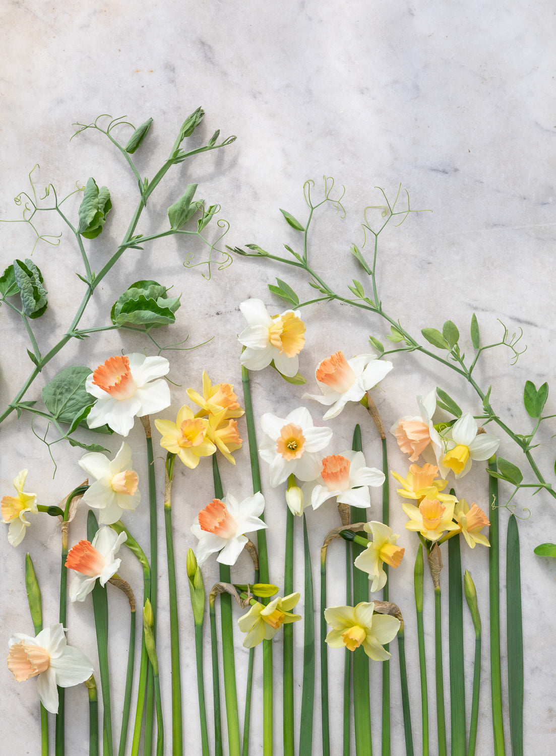 A brief history of daffodils