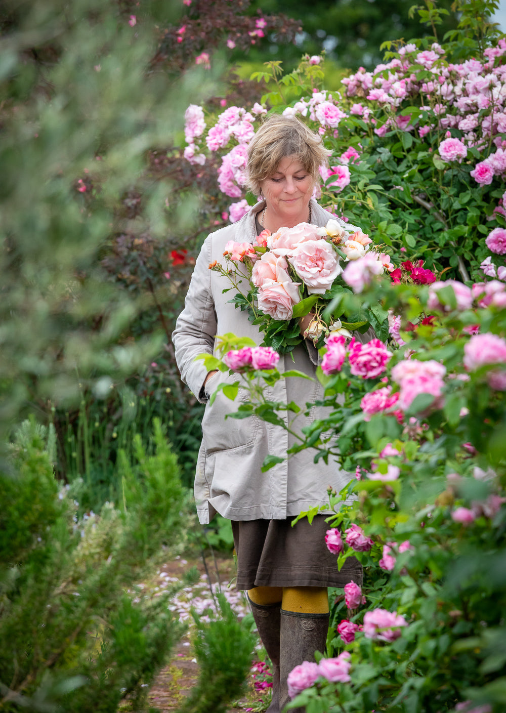 Gardening at home with sarah, the rose garden in june