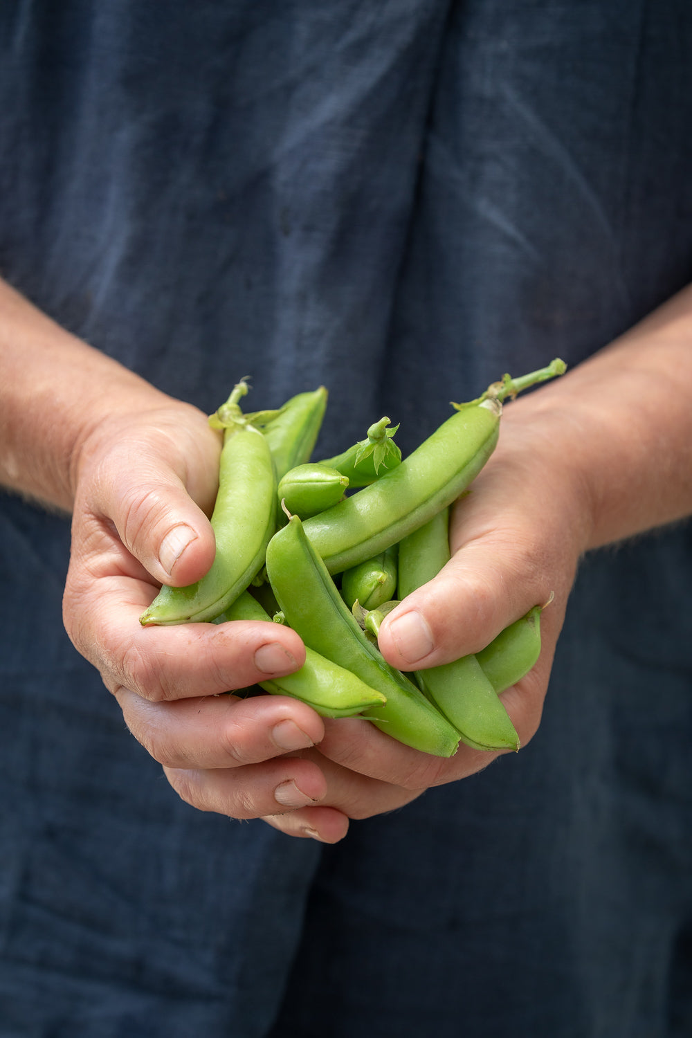How to plant, grow & care for peas