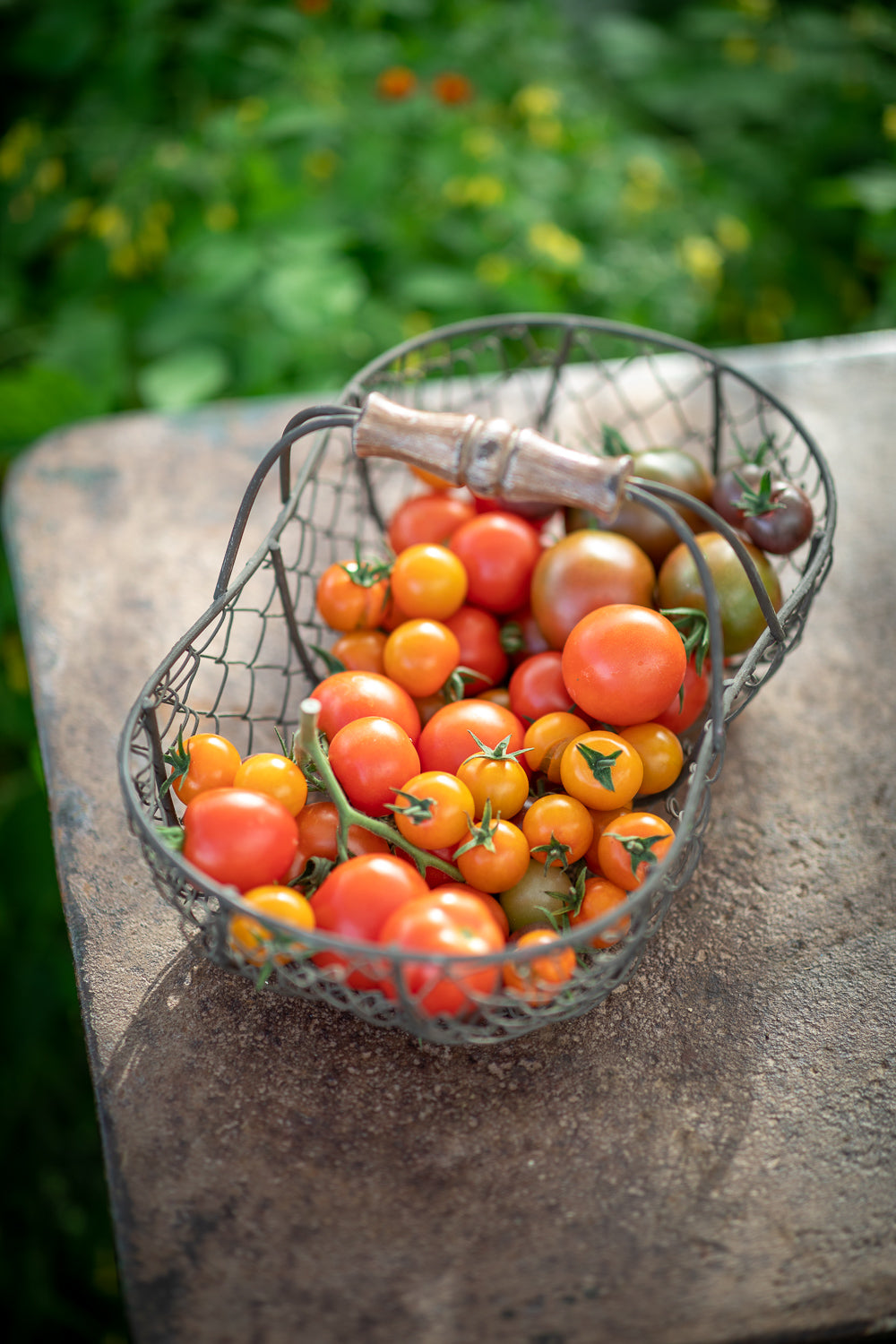 Sarah's favourite tomato varieties