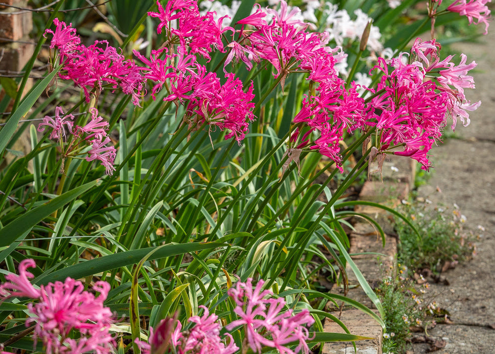How to plant, grow & care for nerines
