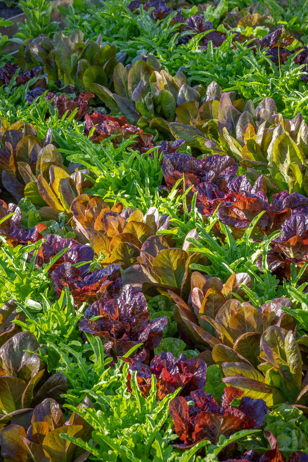 How to plant, grow & care for lettuce