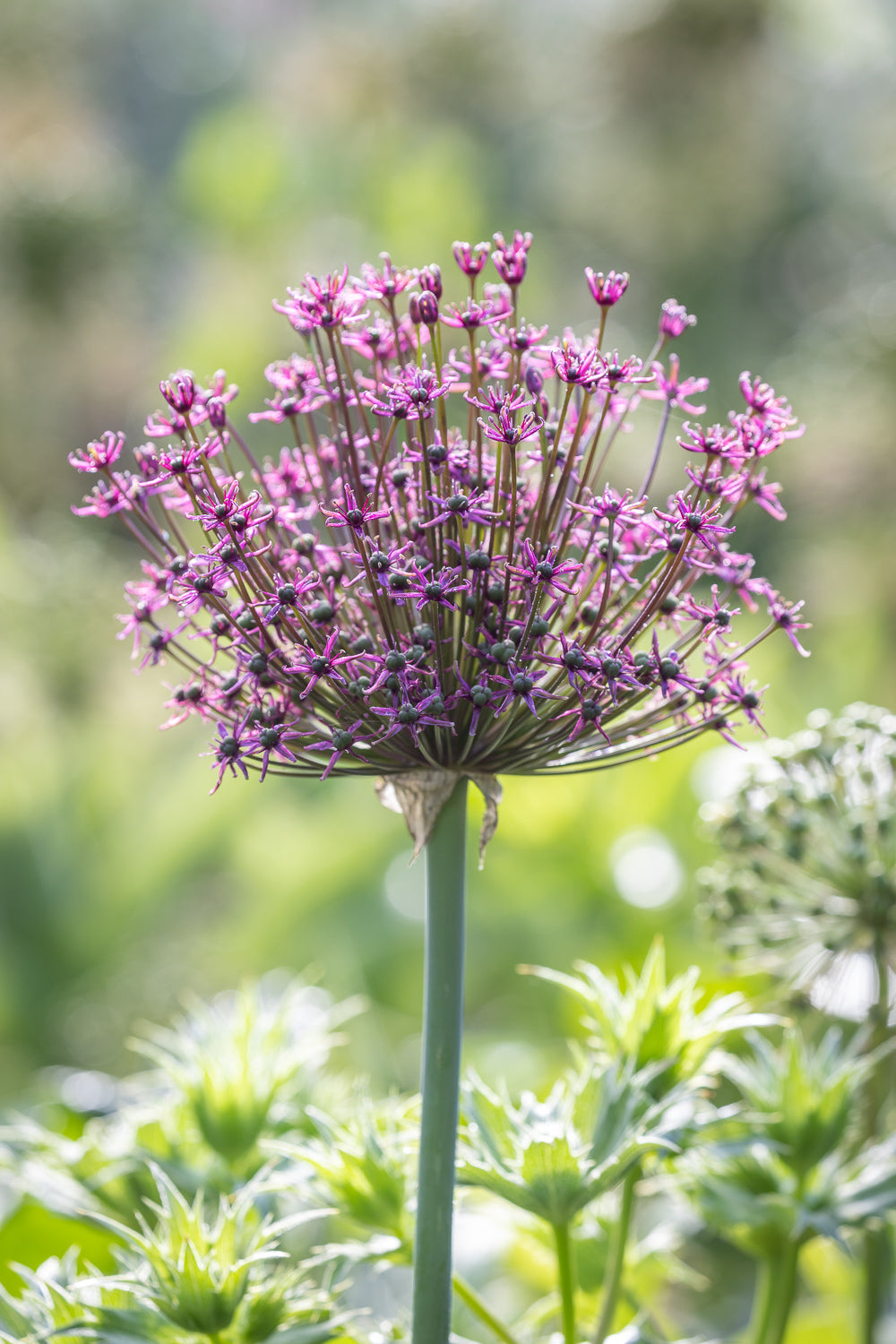 How to plant, grow & care for alliums
