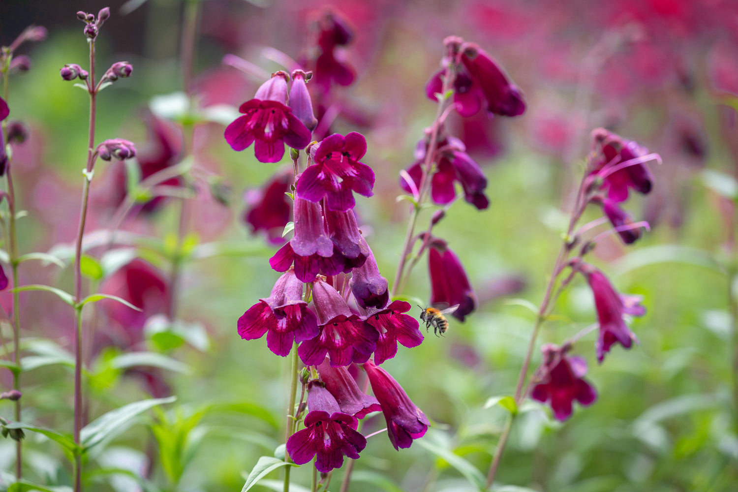 How to plant, grow & care for penstemons