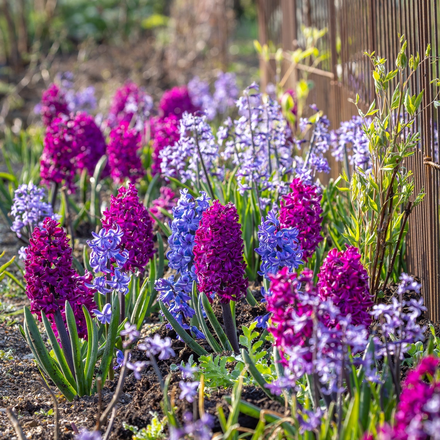 How to plant, grow & care for hyacinths
