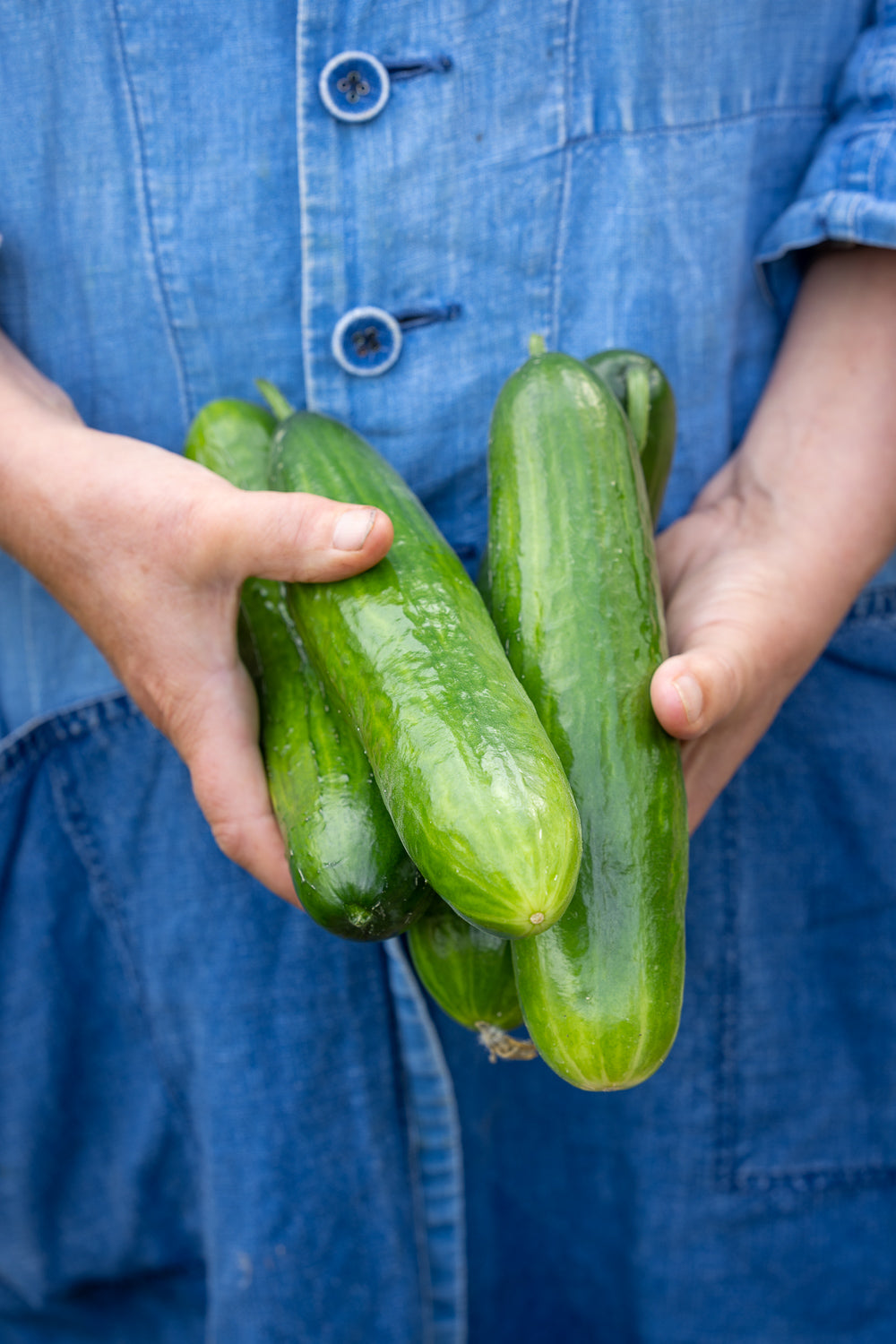 Sweet cucumber pickle recipe