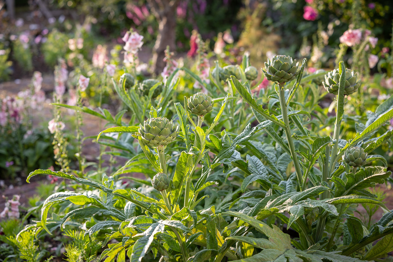 How to plant, grow & care for artichokes