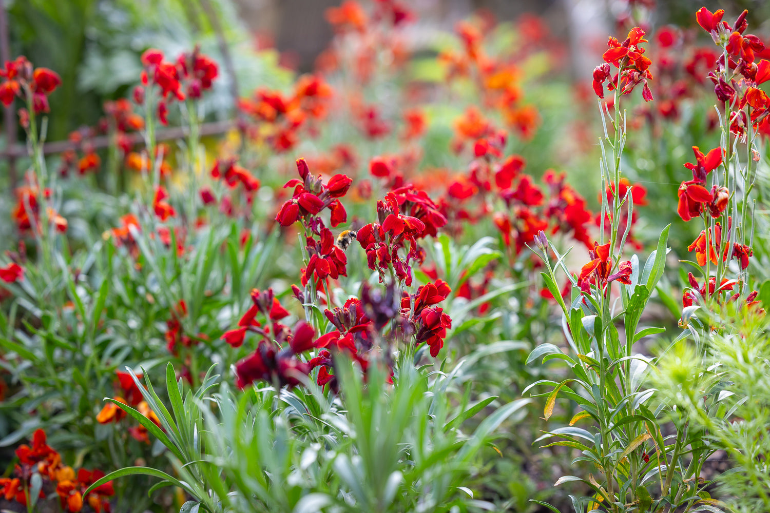 How to plant, grow & care for wallflowers