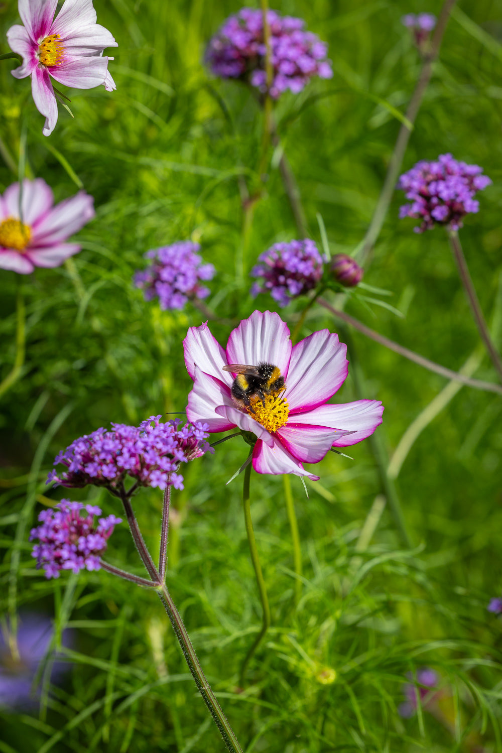 How to plant, grow & care for cosmos