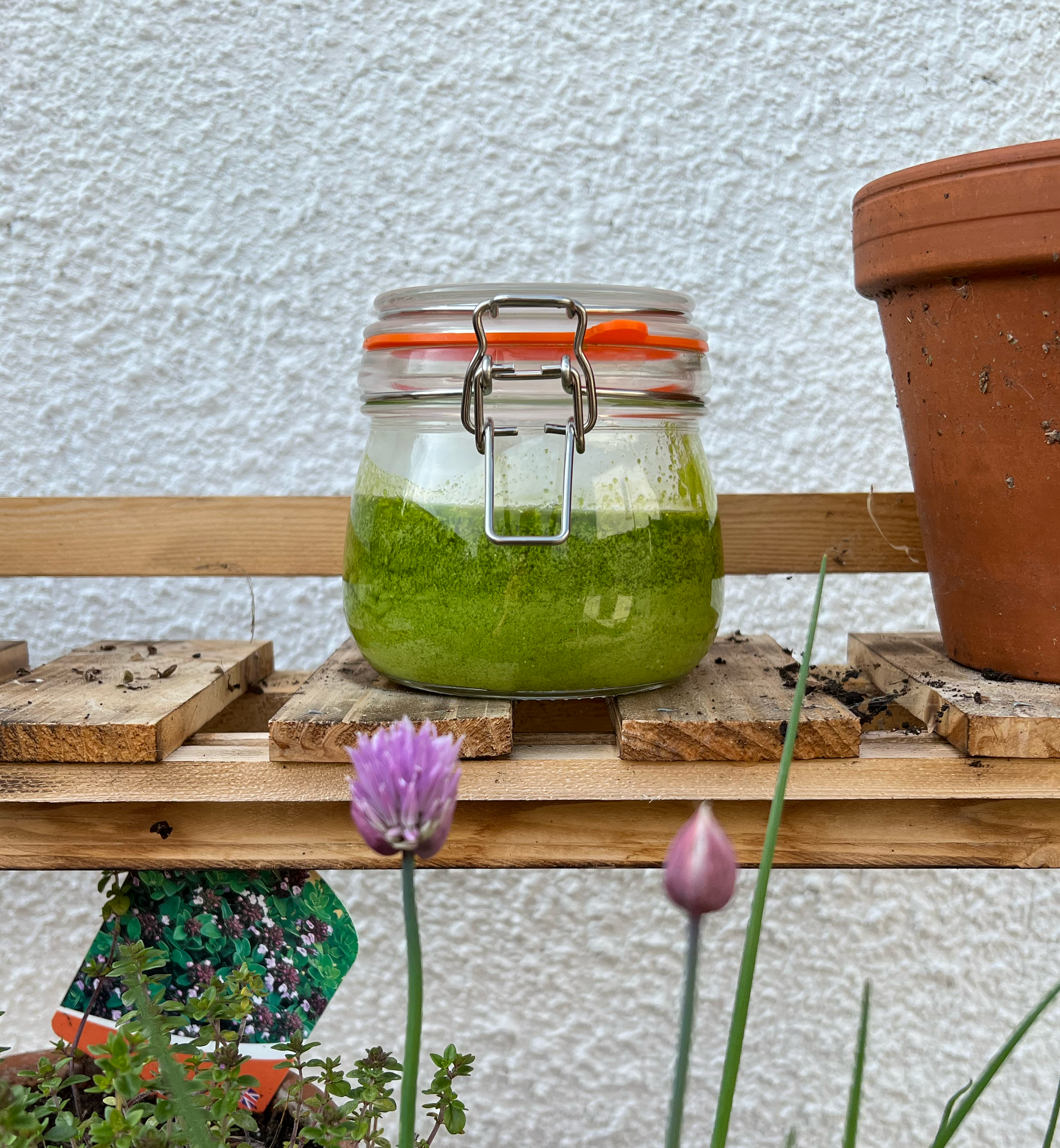 Wild garlic pesto recipe