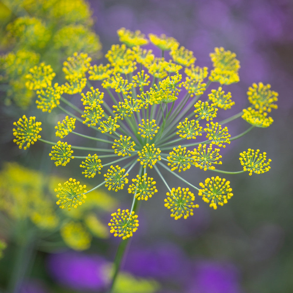 Dill (Anethum graveolens)