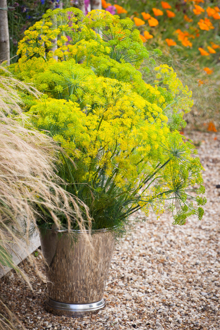 Dill (Anethum graveolens)