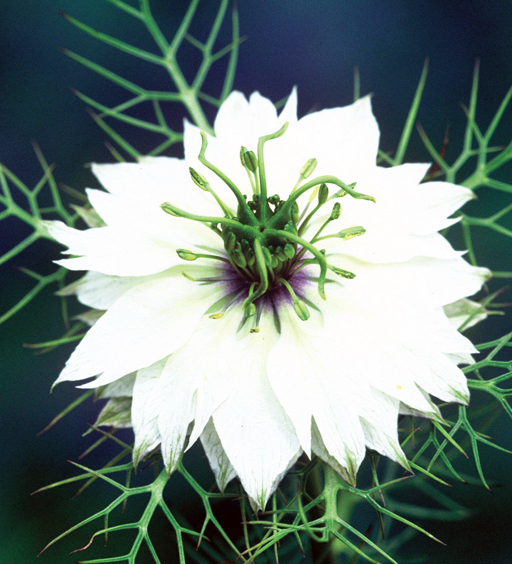 Buy Nigella damascena 'Miss Jekyll Alba'| Love-in-a-mist | Sarah Raven