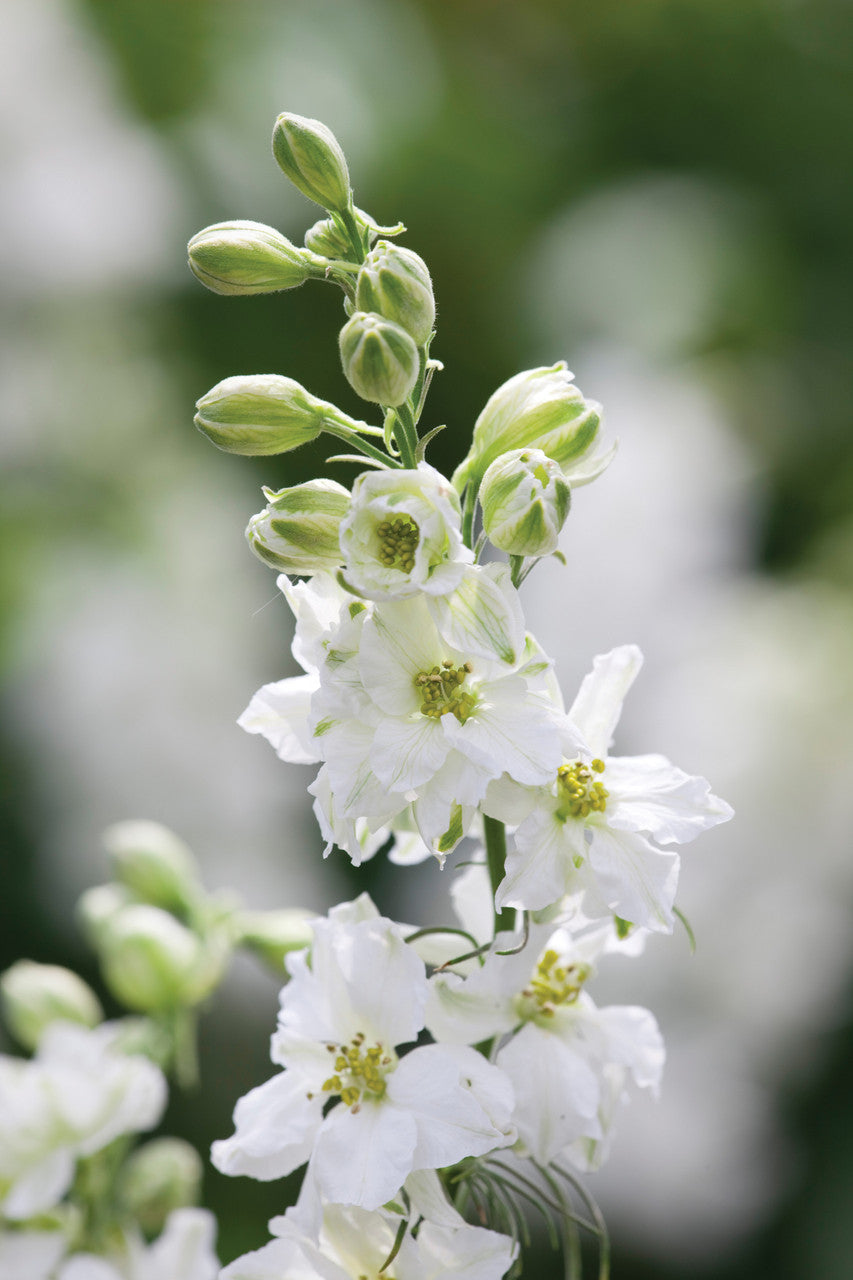 Consolida ajacis 'White'