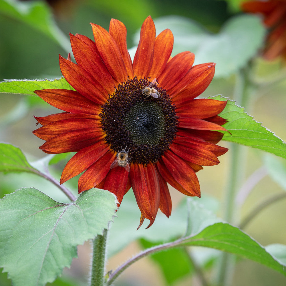 Helianthus annuus 'Claret' F1 (Sunflower)