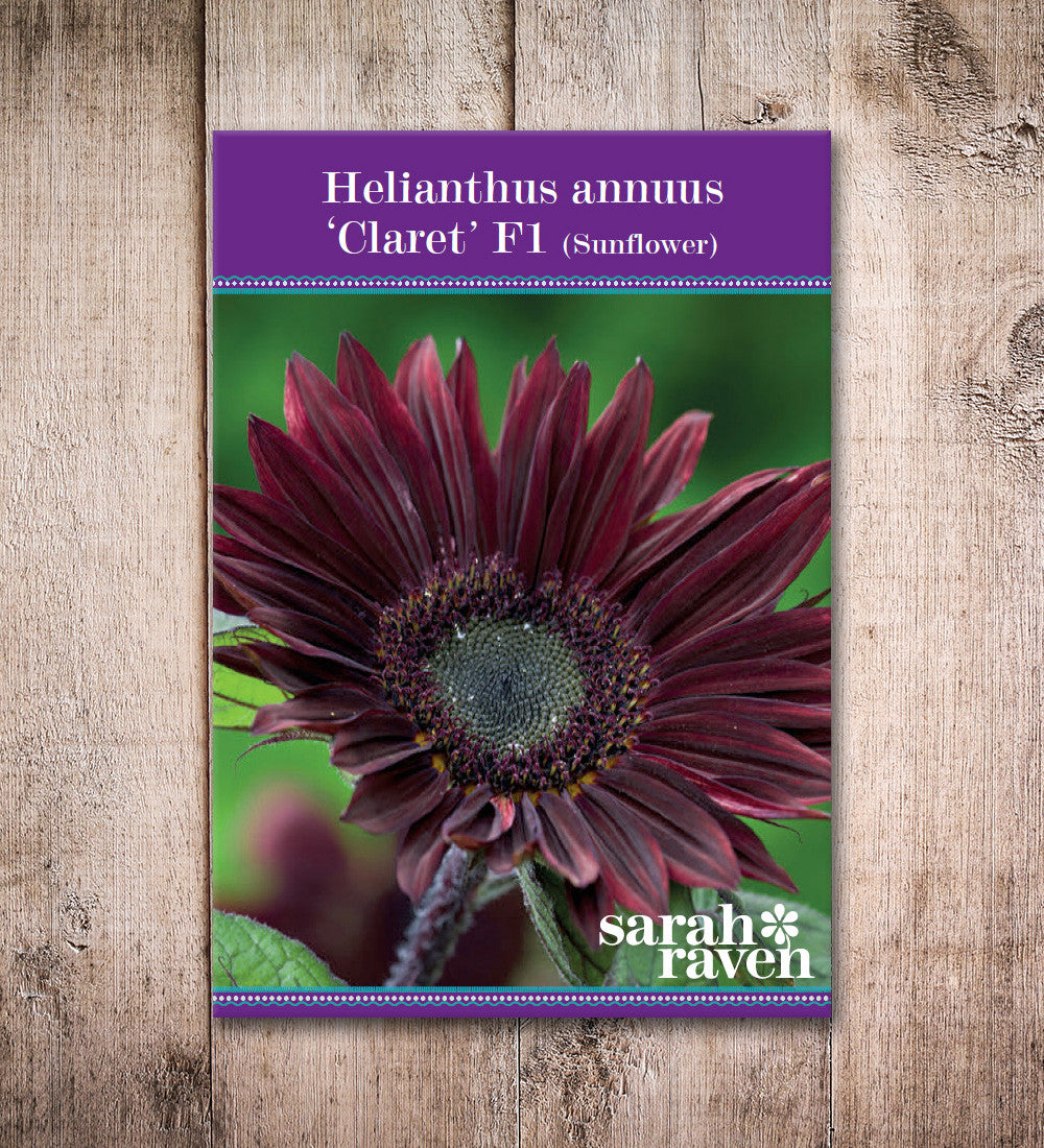 Helianthus annuus 'Claret' F1 (Sunflower)
