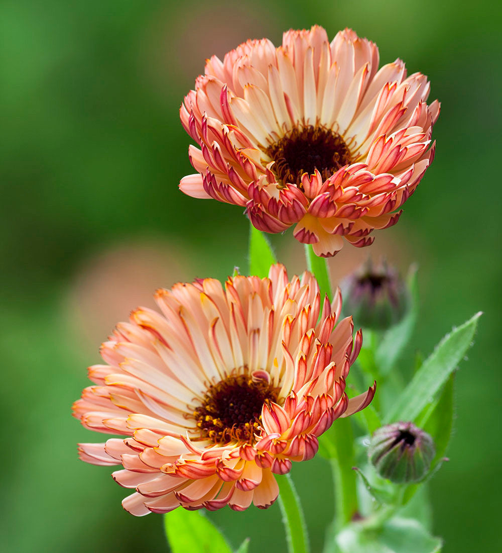 Calendula officinalis 'Sunset Buff'
