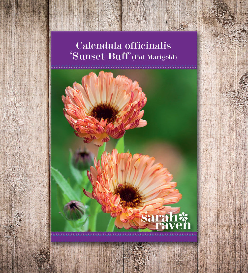 Calendula officinalis 'Sunset Buff'
