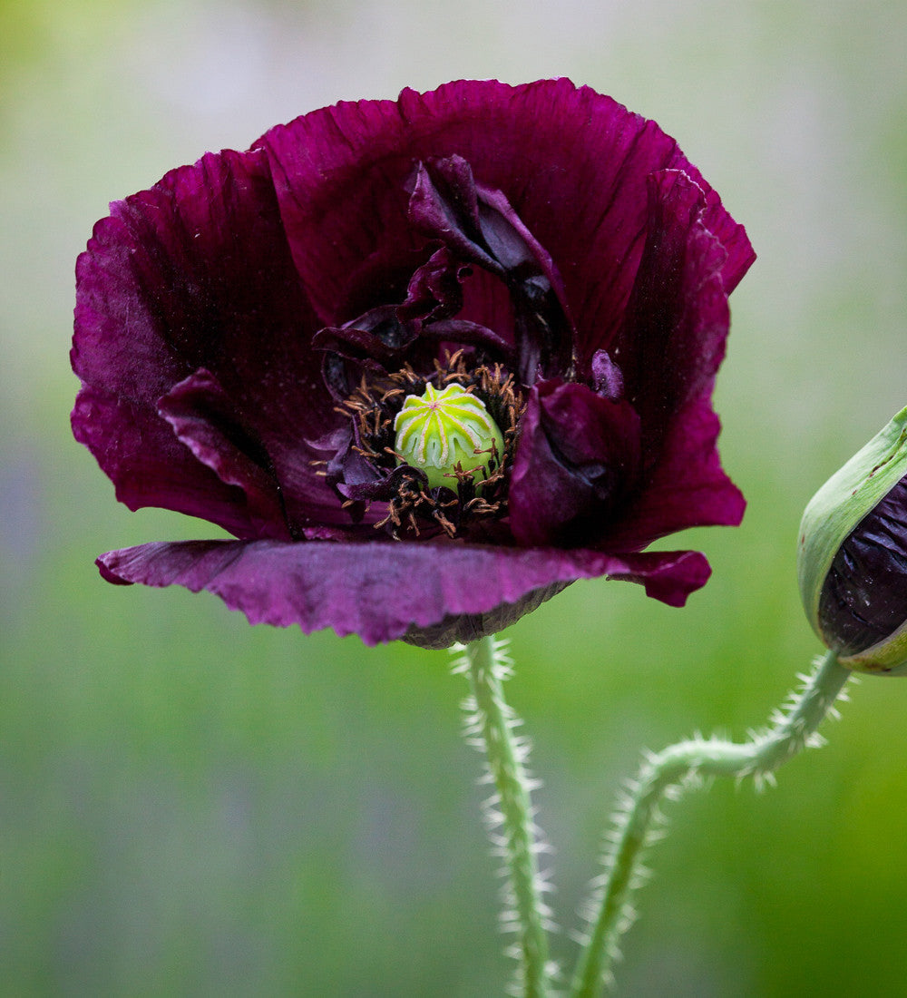 Papaver somniferum 'Black Single'