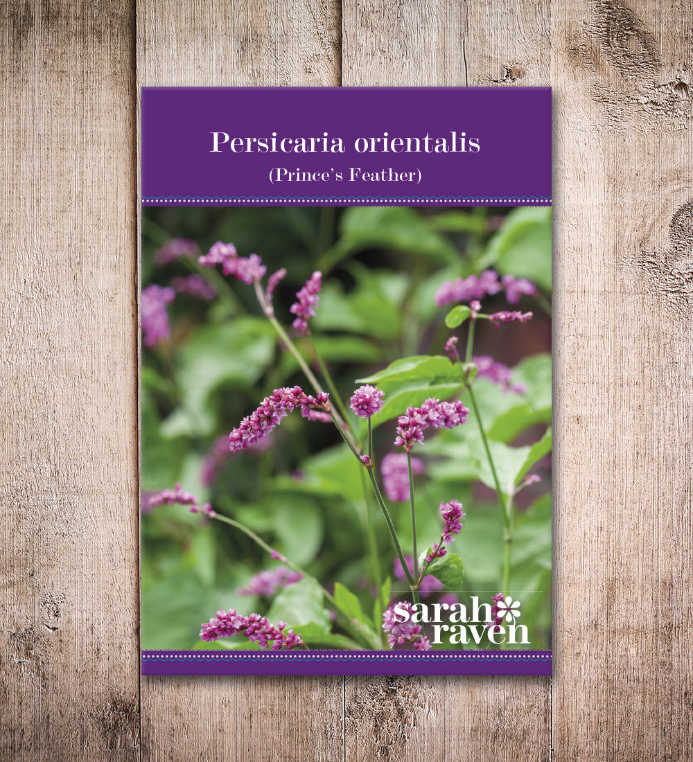 Persicaria orientalis