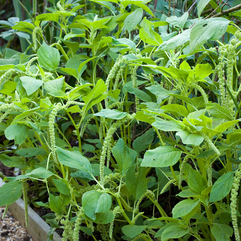 Amaranthus caudatus 'Viridis'