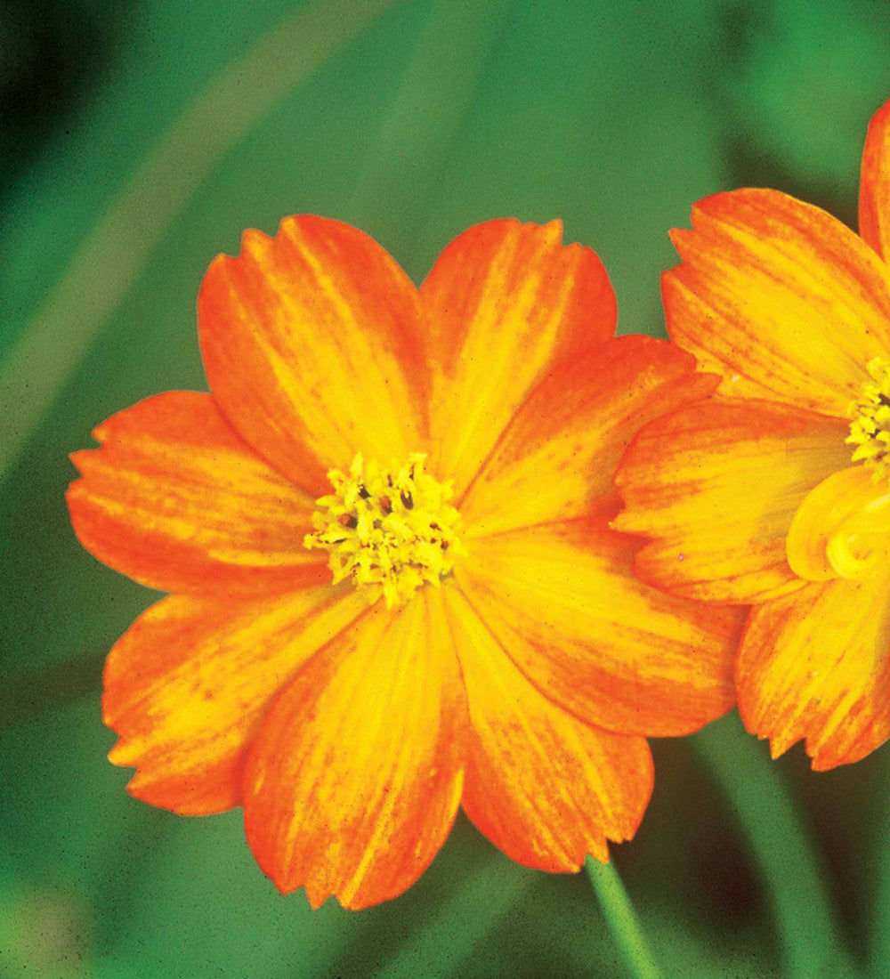 Cosmos sulphureus 'Bright Lights'