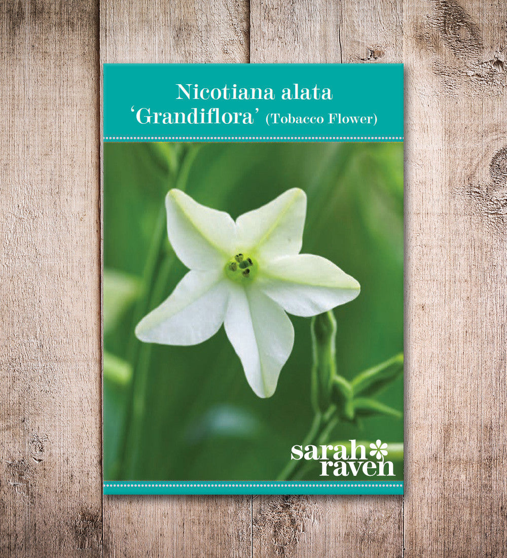 Nicotiana alata 'Grandiflora'