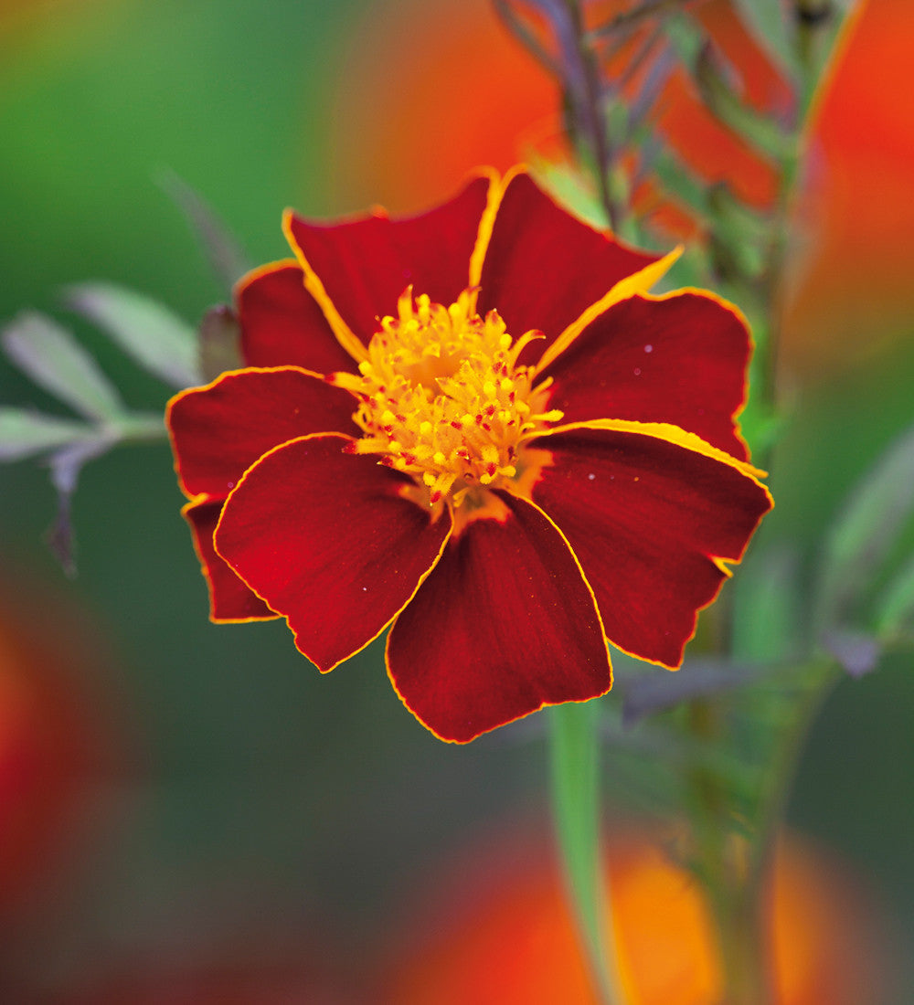 Tagetes patula 'Linnaeus Burning Embers'