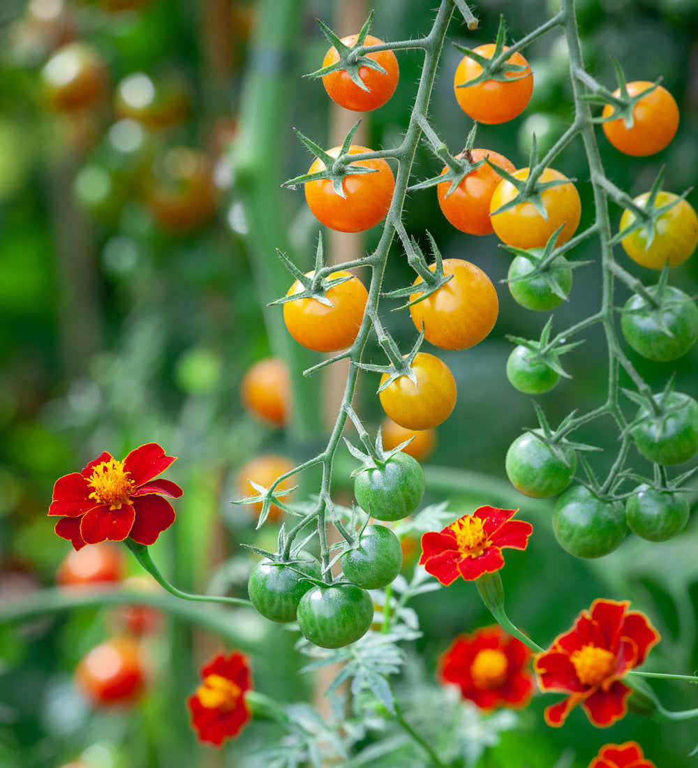 Tagetes patula 'Linnaeus Burning Embers'