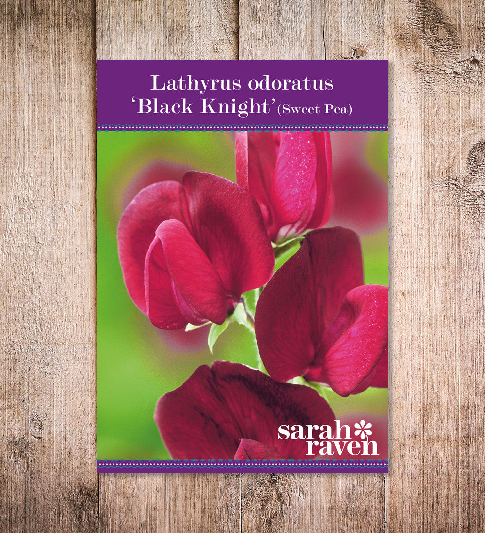Sweet Pea 'Black Knight'
