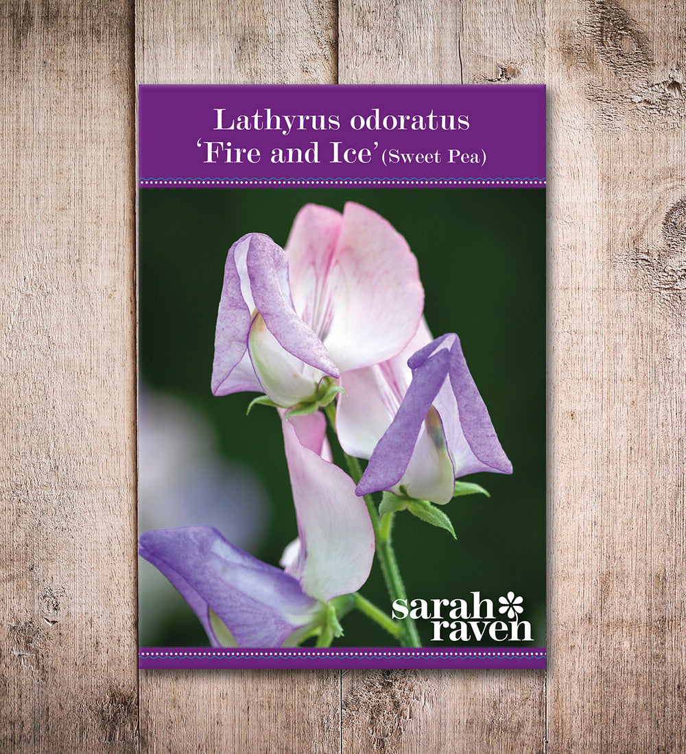 Sweet Pea 'Fire and Ice'