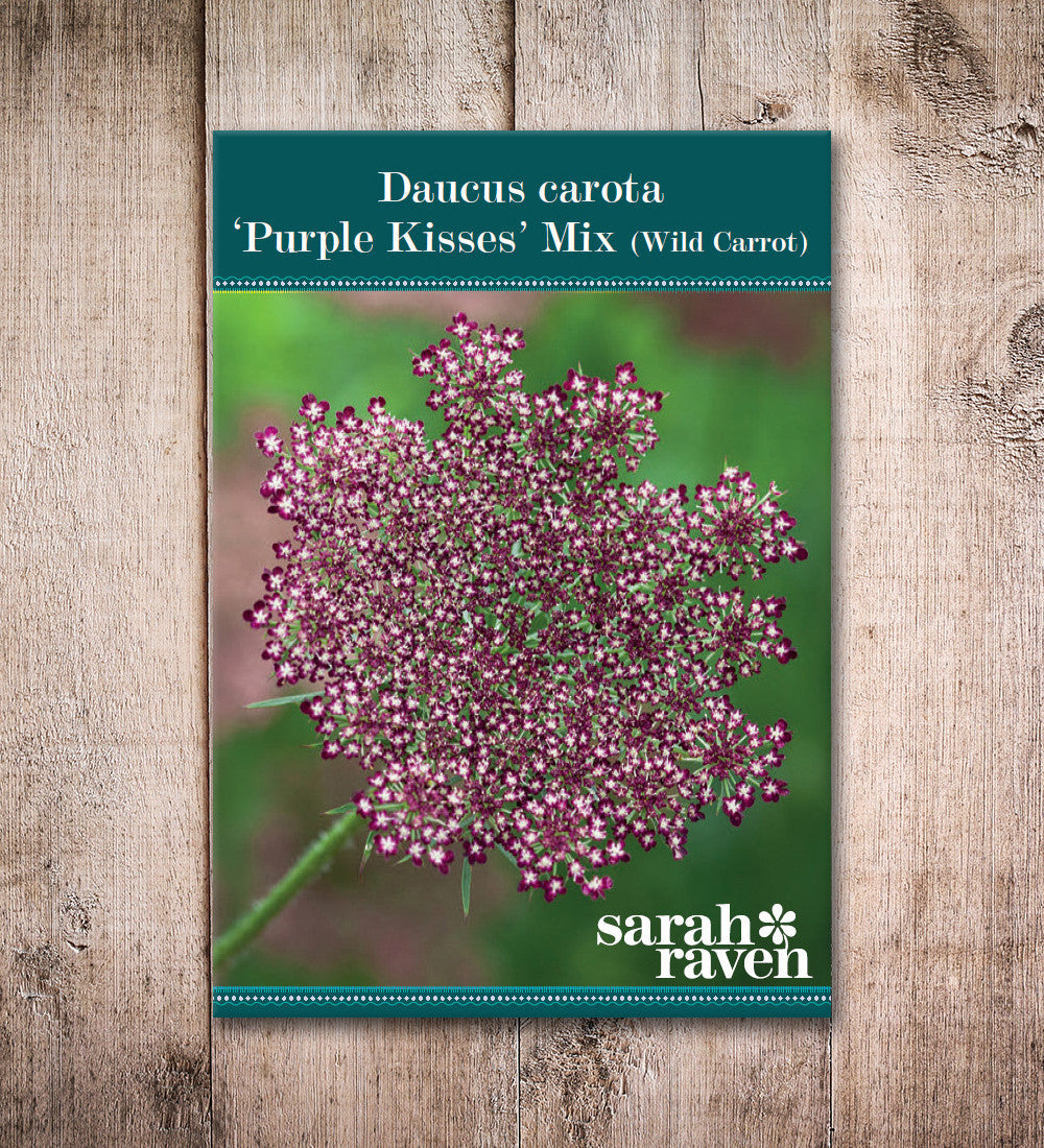 Daucus carota 'Purple Kisses' Mix