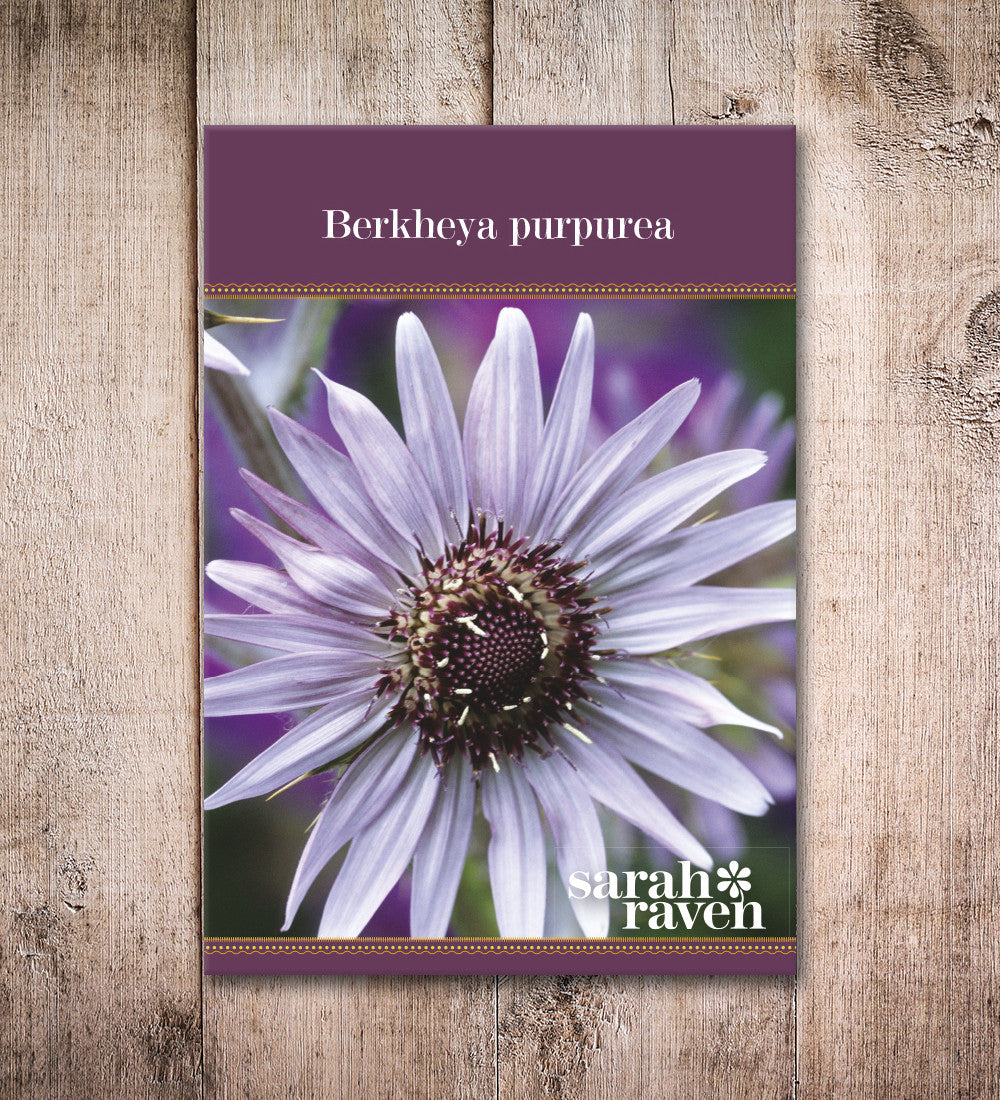 Berkheya purpurea
