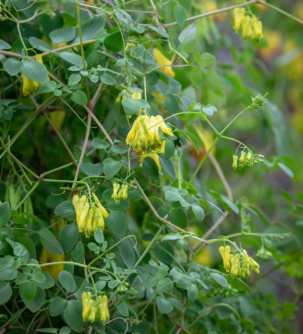Dicentra scandens