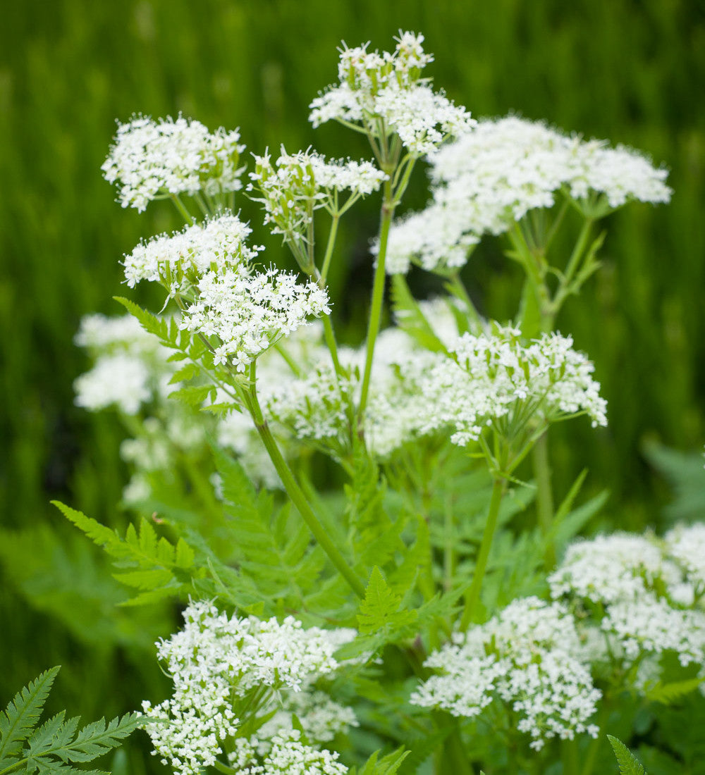 Sweet Cicely