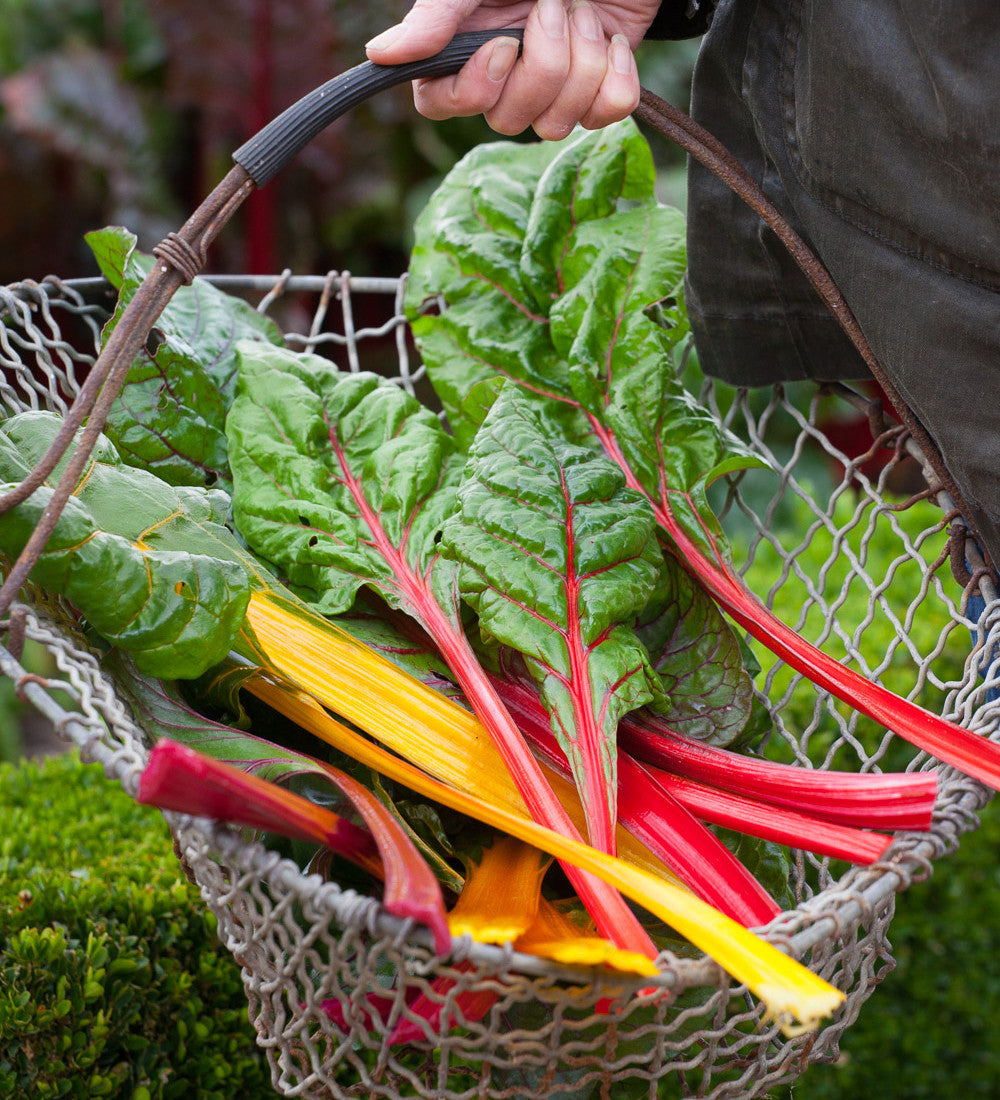 Chard 'Bright Lights'