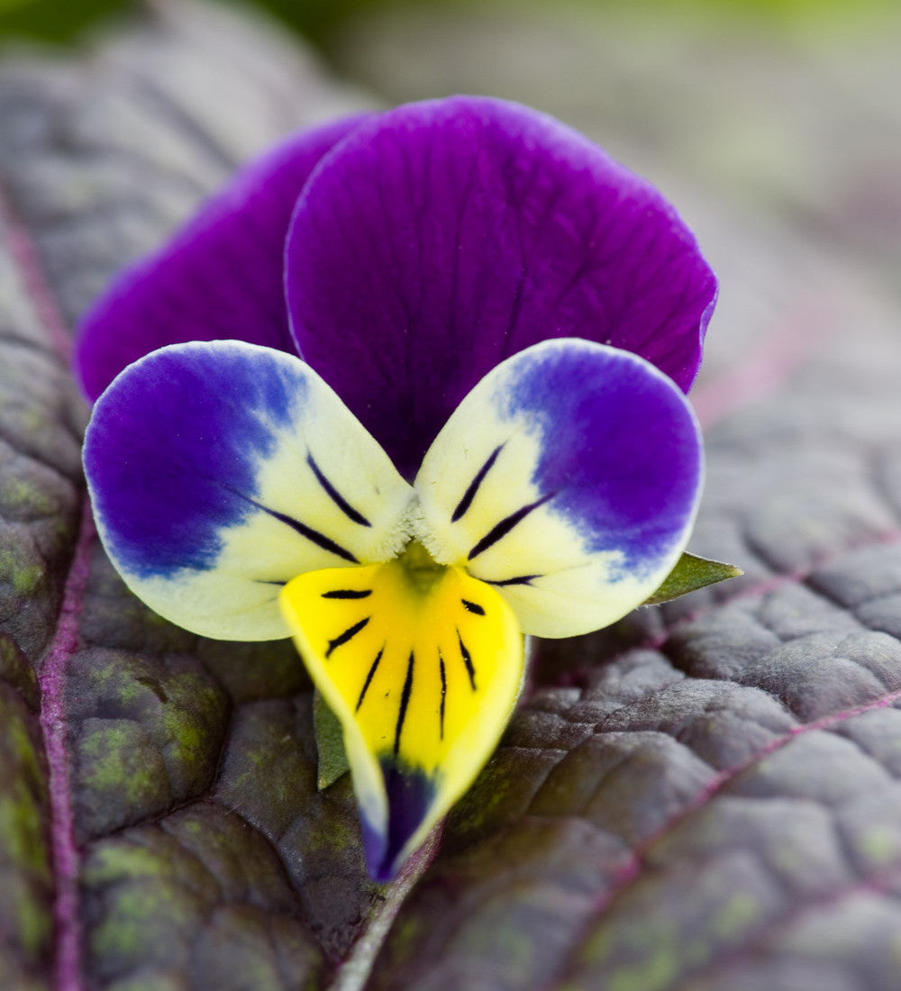 Heart's Ease (Viola tricolor)