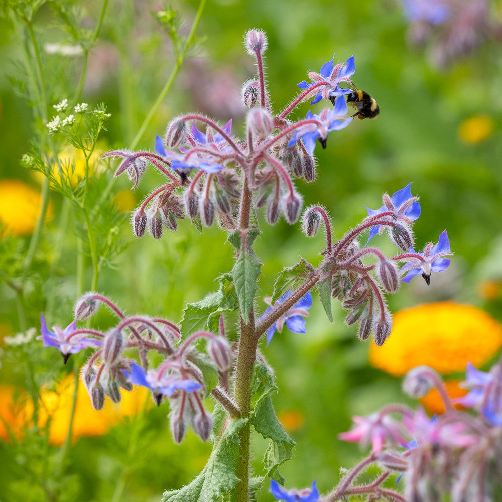 Borago officinalis (Borage)