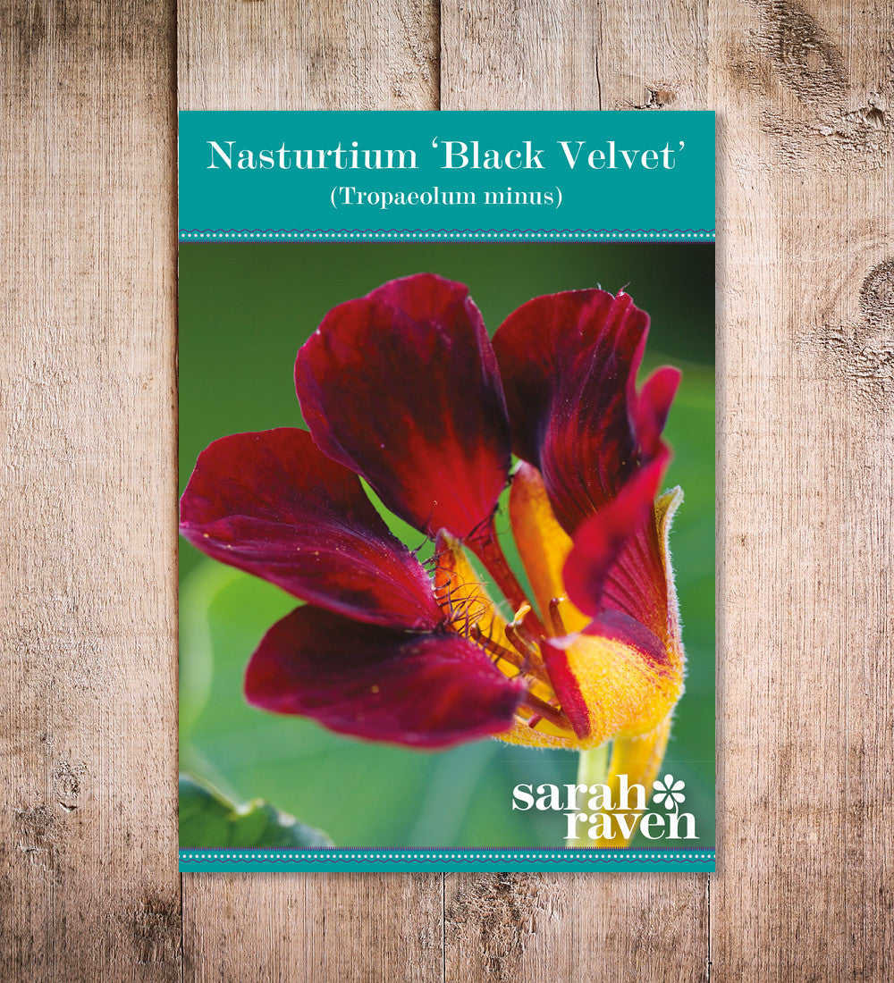 Nasturtium 'Black Velvet' (Tropaeolum minus)